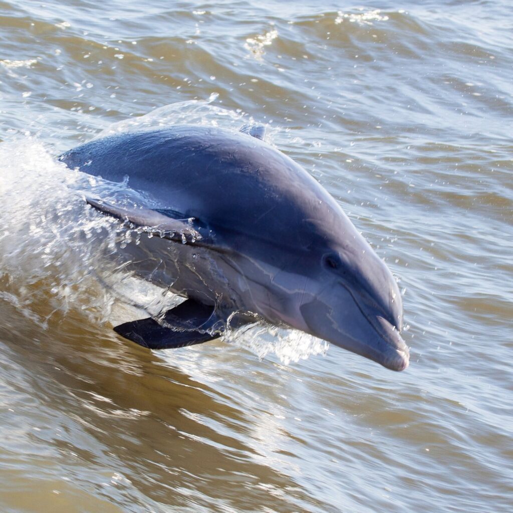 A bottlenose dolphin surfacing through choppy brown coastal water