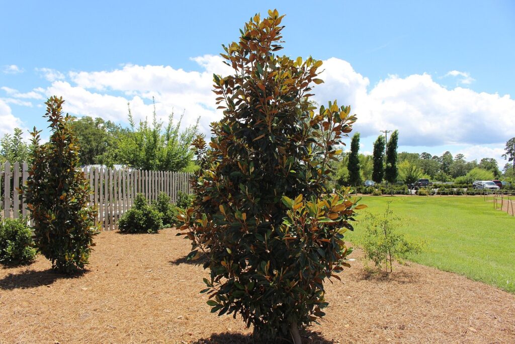Young magnolia trees and planted beds under a blue sky at the Coastal Georgia Botanical Gardens