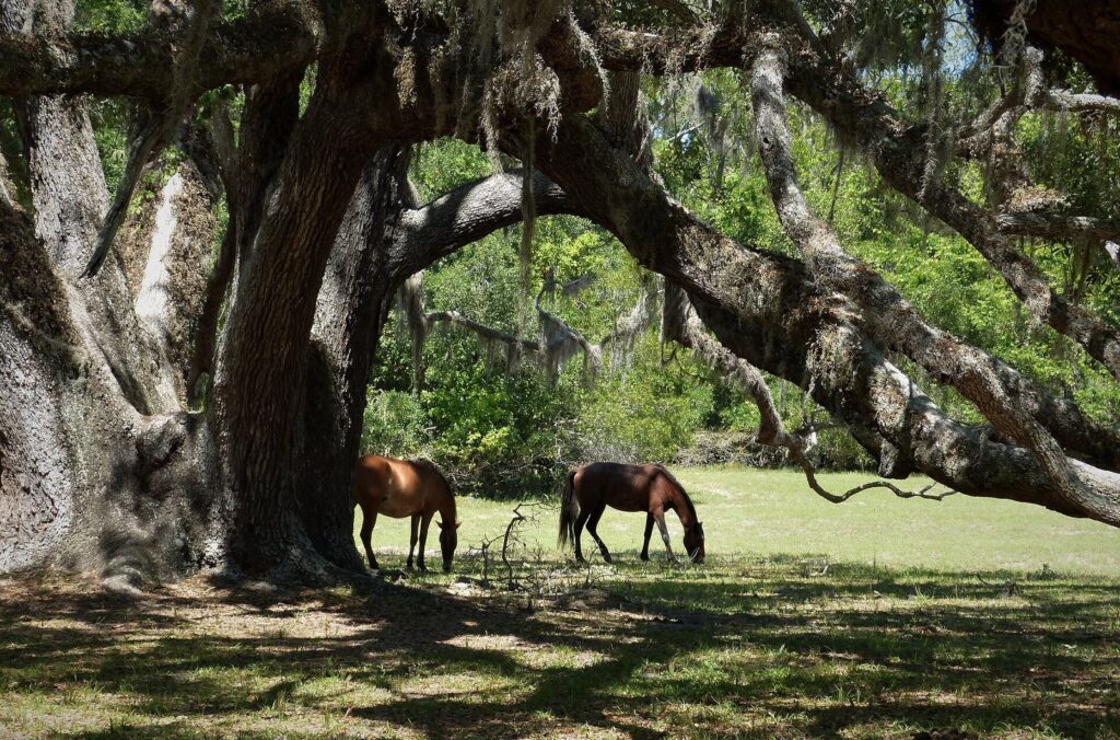 Two wild horses grazing under the spreading limbs of a live oak on Cumberland Island