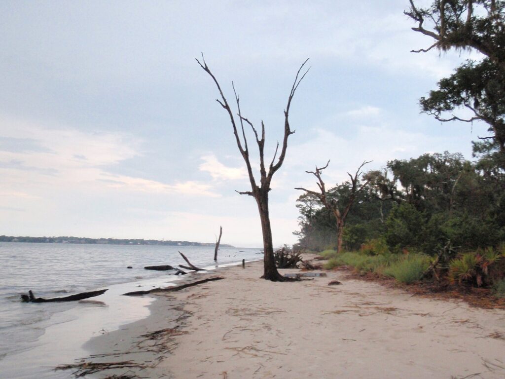 Best day trips from Savannah: bleached dead trees standing on the sand at Driftwood Beach, Jekyll Island