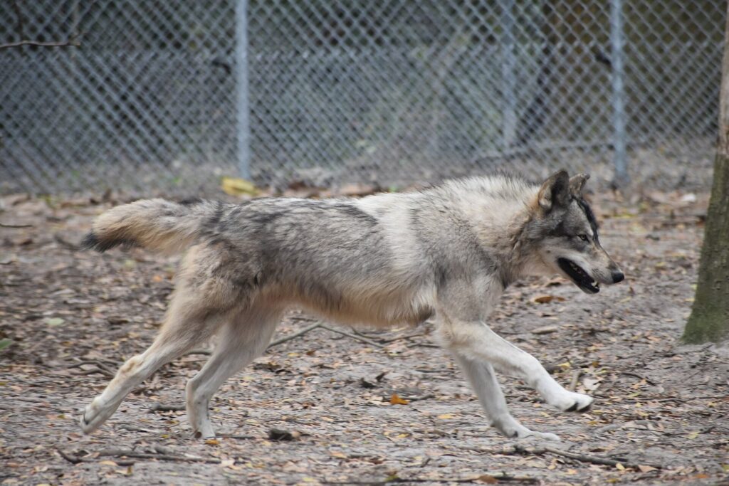A gray wolf trotting through leaf litter in its enclosure at Oatland Island Wildlife Center near Savannah