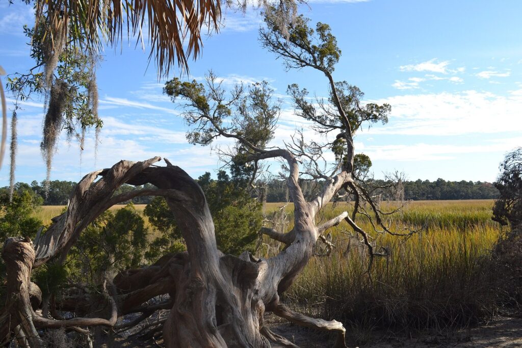 Outdoor things to do near Savannah: a gnarled, wind-bent tree at the edge of a golden salt marsh under a blue sky