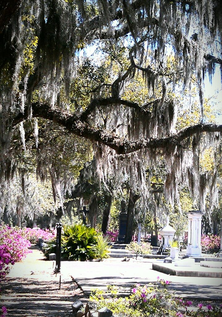 Spanish moss hanging from live oak branches above pink azaleas in bloom in Savannah