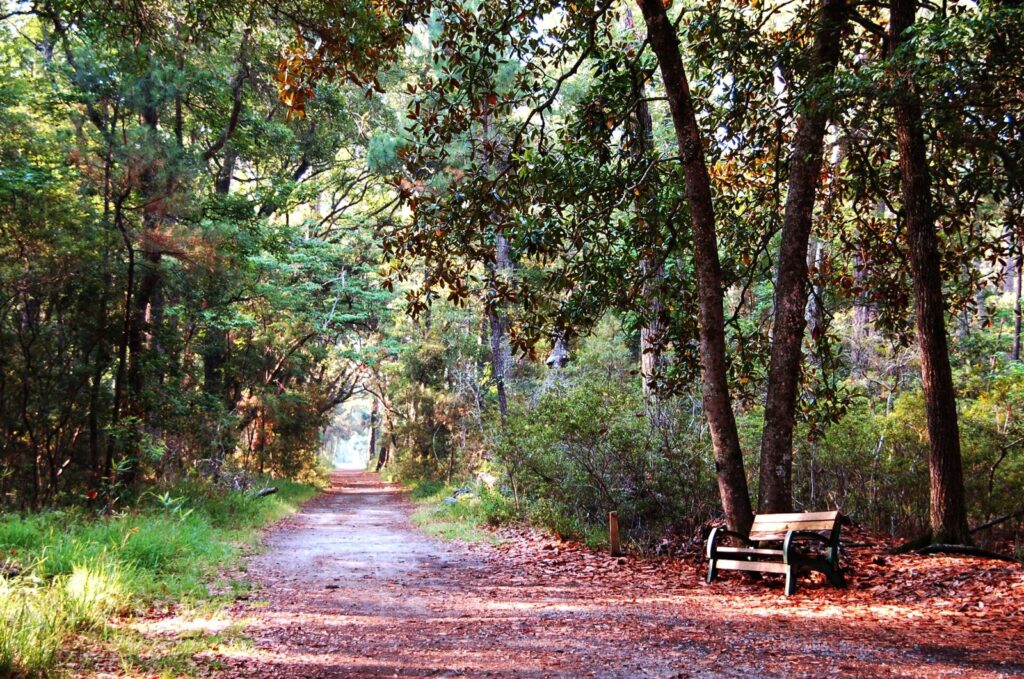 A wide dirt trail with a wooden bench, shaded by oaks and pines, in Skidaway Island State Park