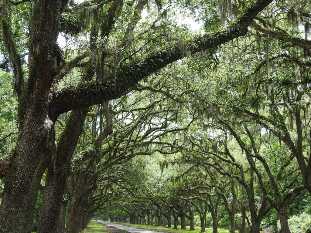 Savannah attractions: the long avenue of moss-draped live oaks at Wormsloe State Historic Site