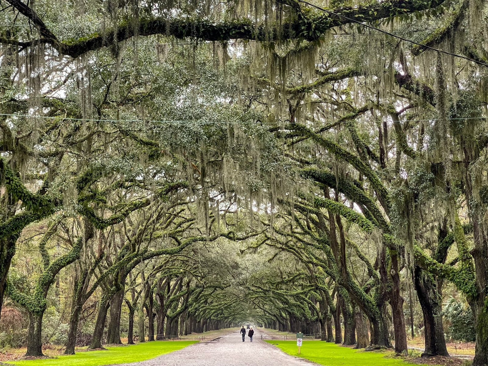 Two people walking down the long, straight dirt avenue at Wormsloe under an arch of live oaks draped with Spanish moss