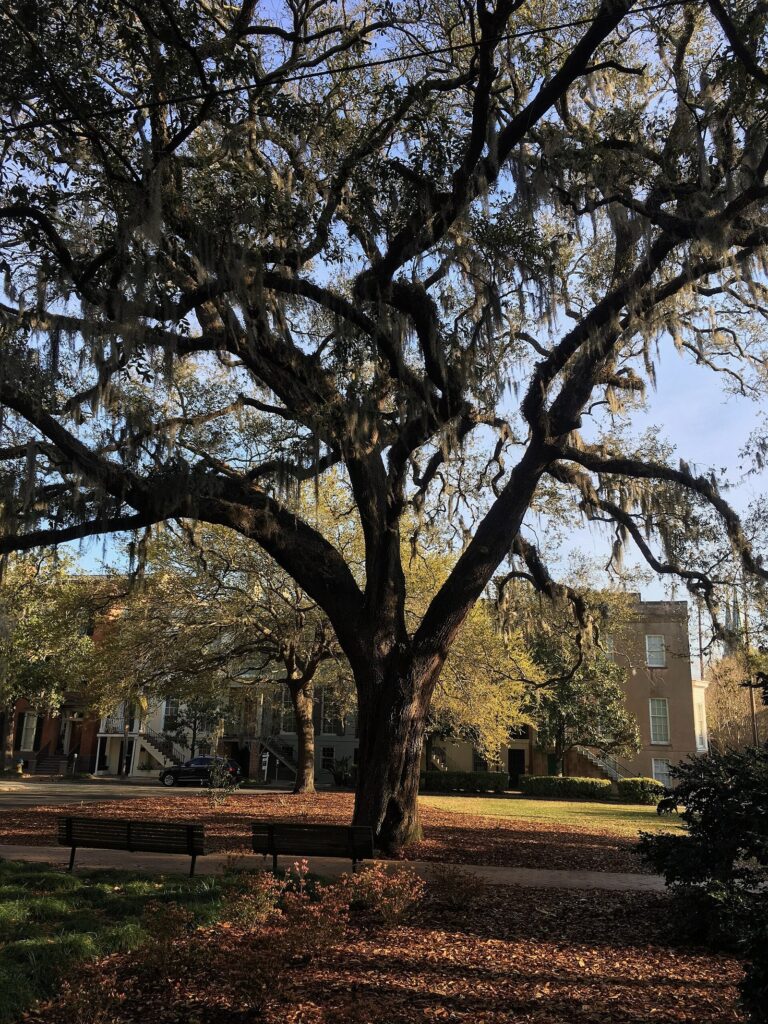 A broad live oak spreading over benches and brick paths in one of Savannah's squares